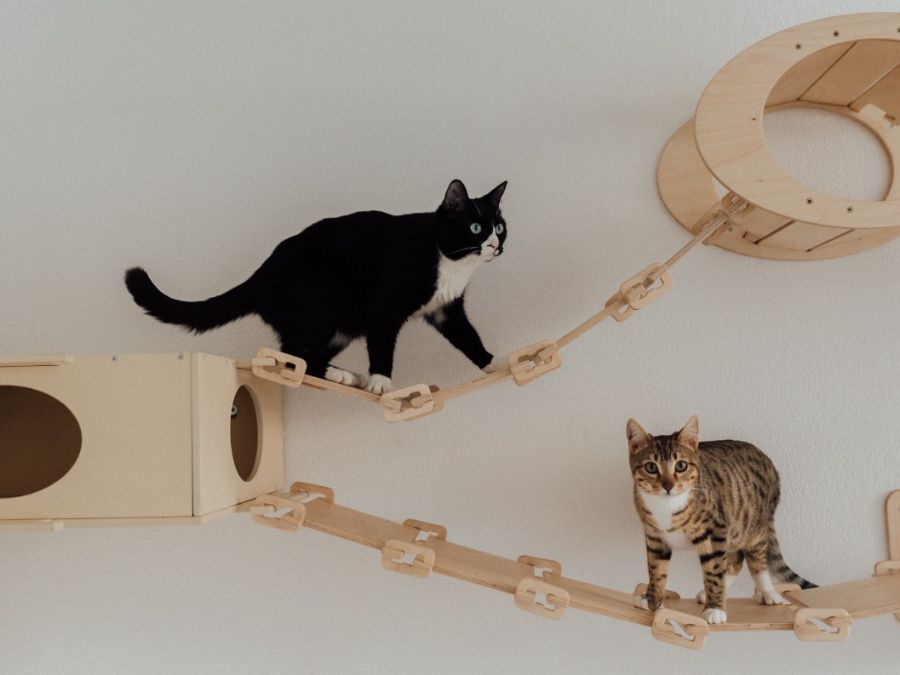 Taking Care Of Your Precious Fur Babies